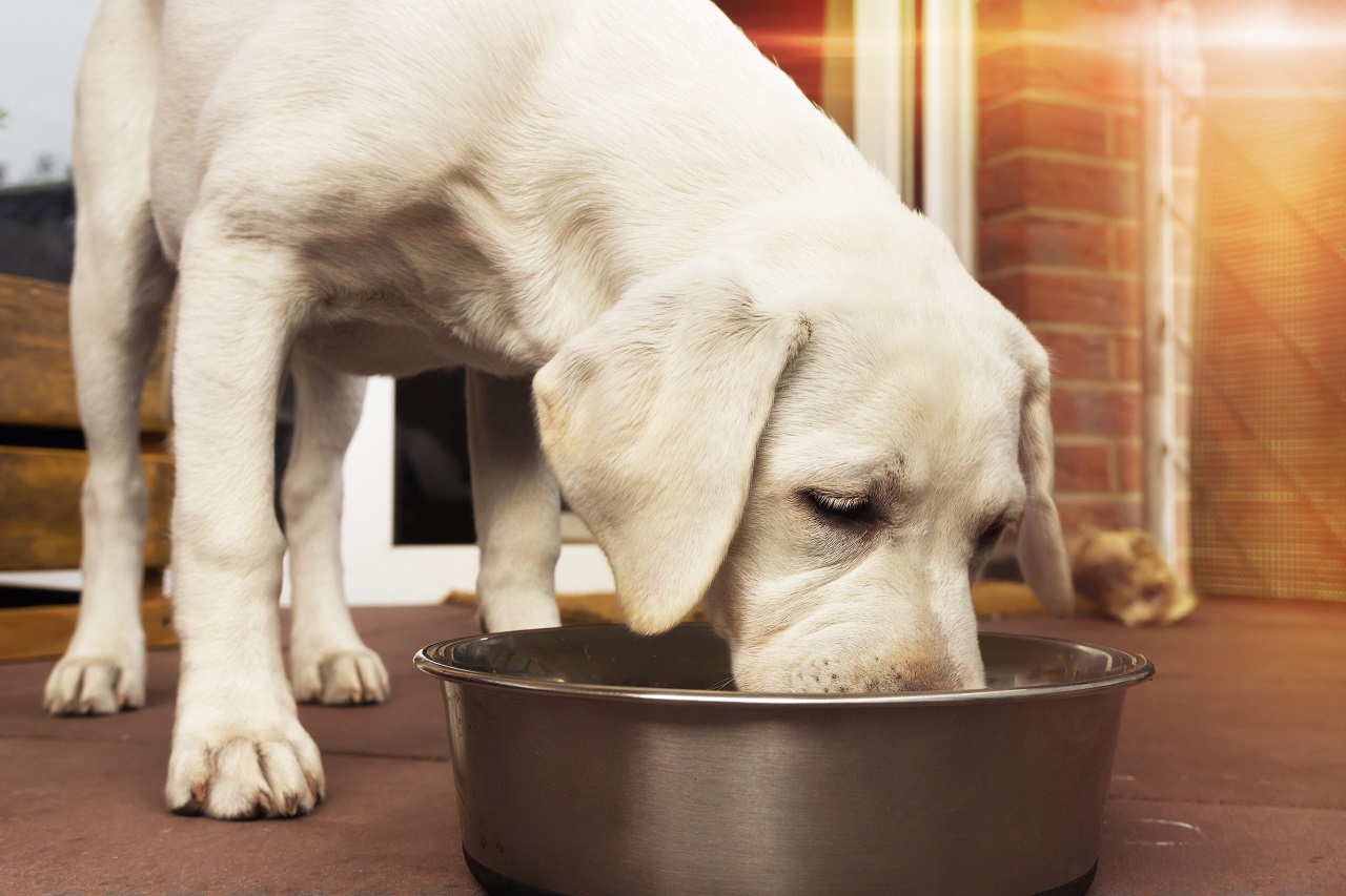 Jak dopasować zdrową dietę do naszego psa?